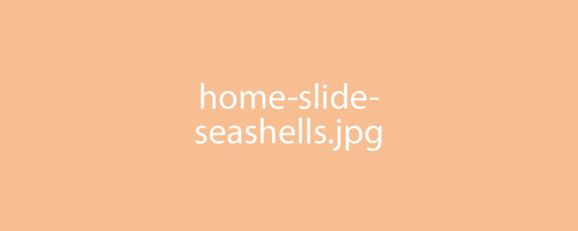 Seashells